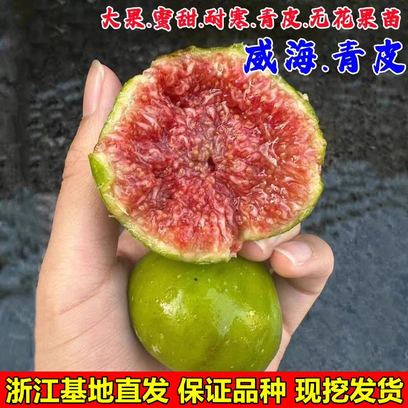 山东威海青皮无花果苗阳台盆栽庭院特大耐寒无花果树苗南北方种植