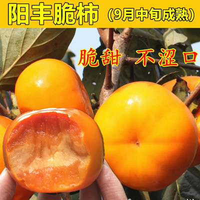 日本甜柿苗阳丰柿子树苗脆柿子苗