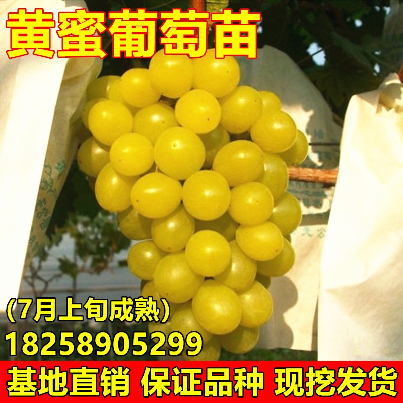 嫁接葡萄树苗黄蜜葡萄苗南方北方种植地栽盆栽葡萄苗当年结果树苗