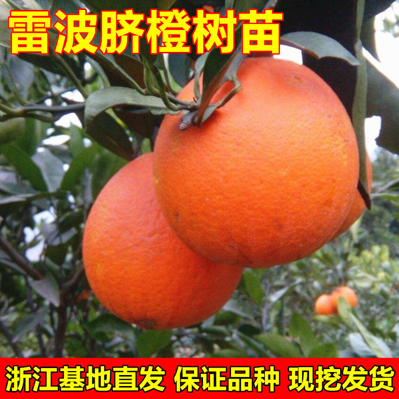 脐橙树苗 雷波脐橙苗 橙子苗嫁接甜橙苗南北方种植果树苗当年结果