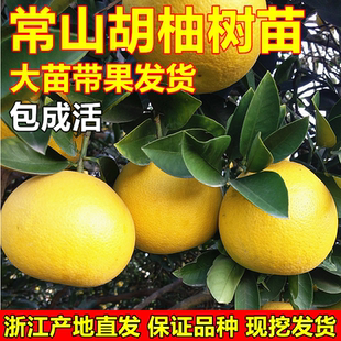 常山胡柚树苗胡柚苗嫁接柚子树苗蜜柚苗柚子苗南北方种植当年结果