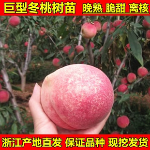 晚熟桃树苗巨型冬桃树苗雪里红冬桃苗中华桃王云南雪桃树苗水蜜桃