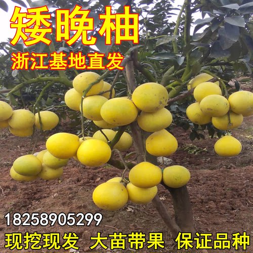 晚矮柚树苗柚子苗矮化柚子树苗