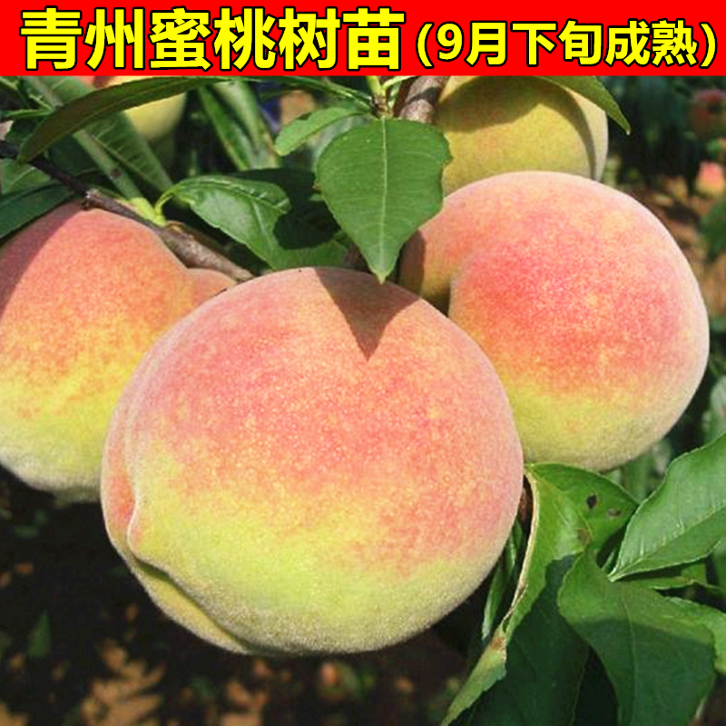 寒露蜜桃树苗 山东青州蜜桃苗 晚熟桃树苗 雪桃树苗 南方北方种植