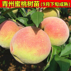 寒露蜜桃树苗 山东青州蜜桃苗 晚熟桃树苗 雪桃树苗 南方北方种植
