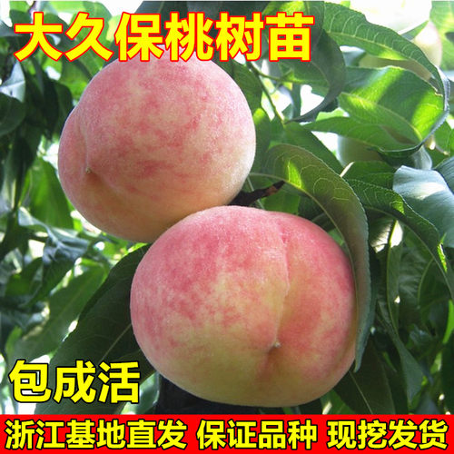 平谷大桃树苗水蜜桃苗大久保桃苗