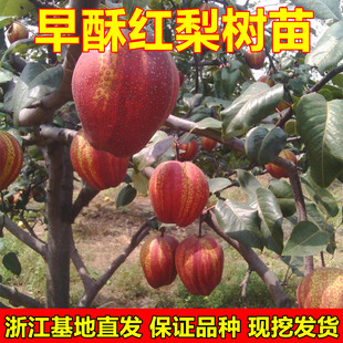 奇红早酥梨苗 早酥红梨树苗 高档红梨树苗 嫁接梨树苗南北方种植
