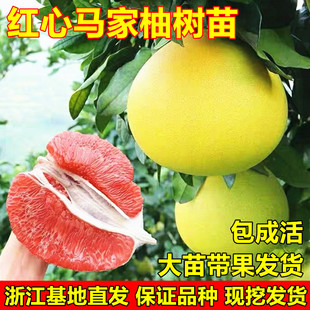 红心马家柚树苗 嫁接柚子苗 柚子树苗南北方庭院地栽大苗带果包邮