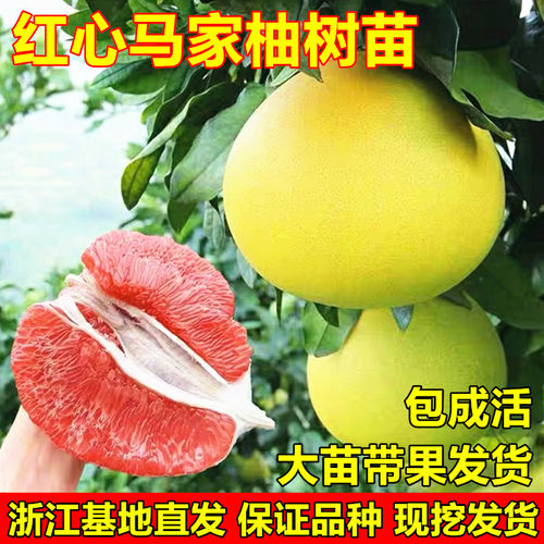 红心马家柚树苗柚子苗柚子树苗