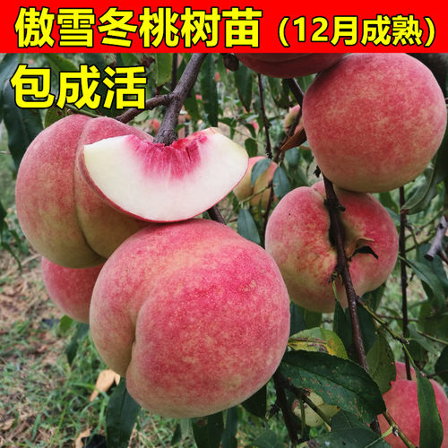 极晚熟桃树苗果树苗傲雪冬桃树苗