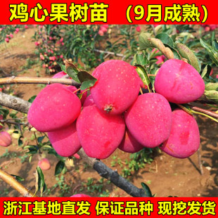鸡心果树苗 123小苹果苗 沙果苗 东北抗寒大秋果树苗 南北方种植