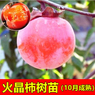 嫁接柿子树苗 临潼火晶柿子苗 甜柿子苗 软柿子苗南方北方种植