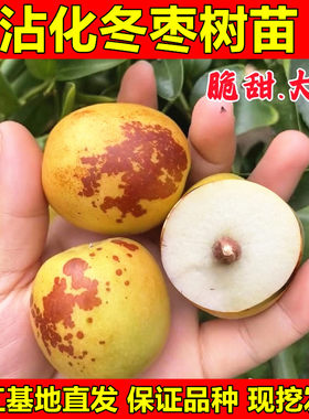 沾化冬枣苗嫁接枣树苗二代