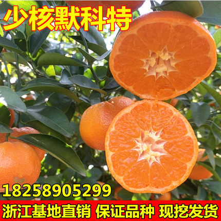 少核默科特桔子树苗 橘橙树苗嫁接柑桔苗 W默科特柑橘苗当年结果