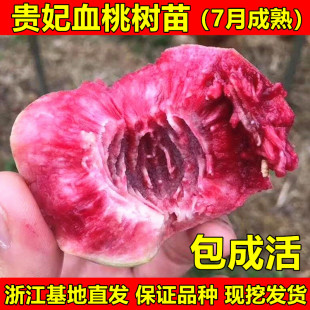 新品种桃树贵妃血桃苗血桃树苗南北方种植盆栽地栽桃树苗当年结果