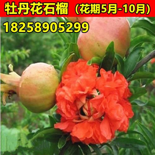 四季观赏盆栽重瓣花石榴树苗 牡丹花石榴苗 日本翠叶月季石榴花苗