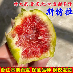 特大糖心耐寒无花果树苗阳台盆栽高产斯特拉无花果苗南方北方种植