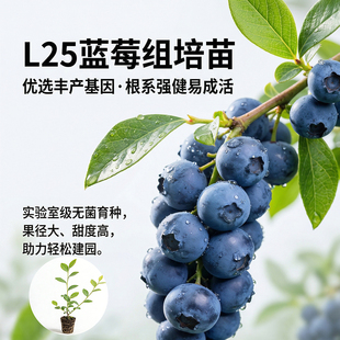 蓝莓树苗苔藓小苗脱毒穴盘苗南高丛早熟系列 大果优瑞卡L25