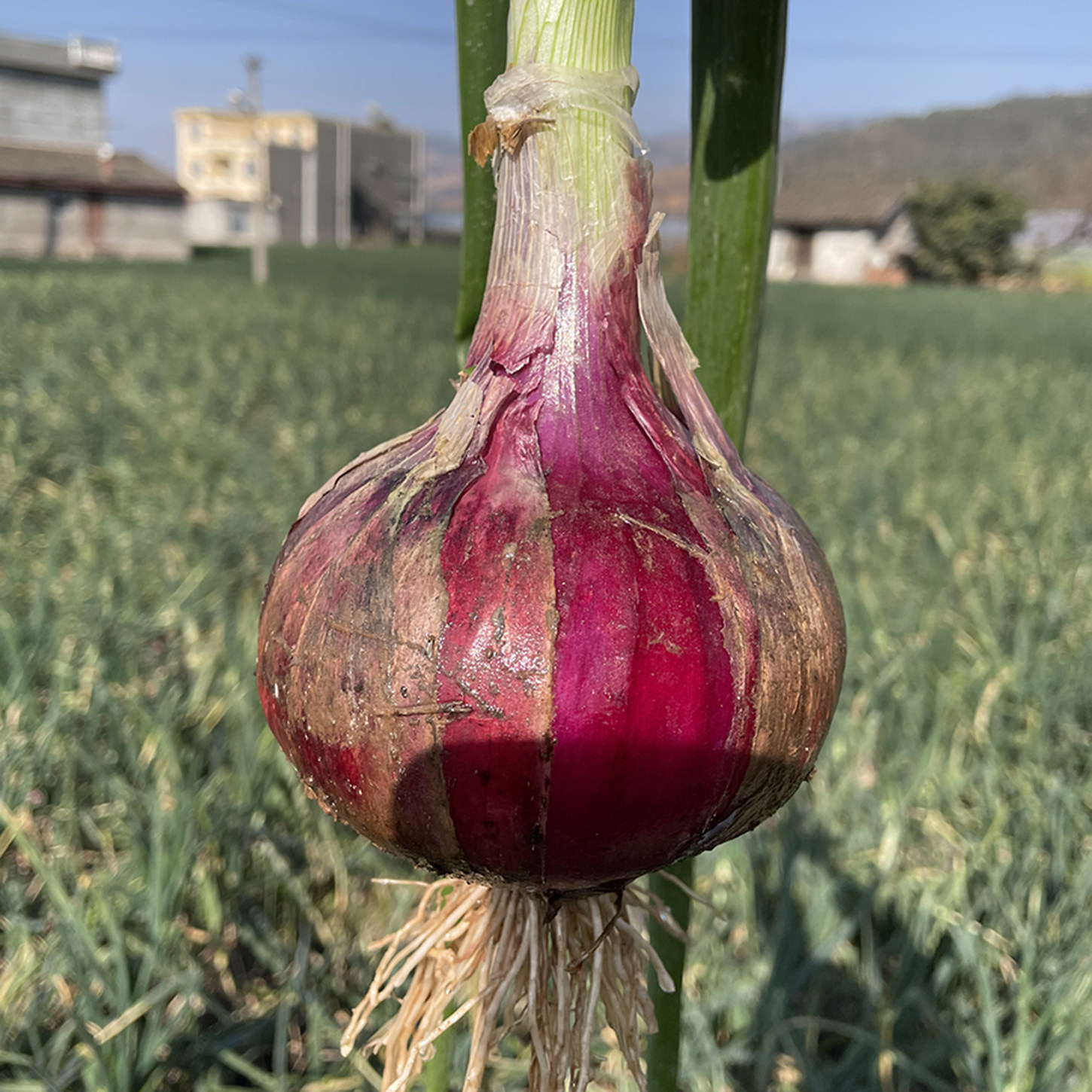 西昌紫皮水果甜洋葱头多汁2025现挖现发凉山农家种植新鲜蔬菜孕妇