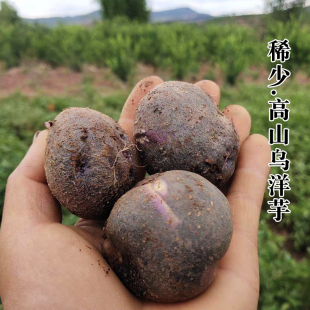 四川大凉山会东七彩乌洋芋紫色心小土豆粗粮新鲜高山生态非转基因
