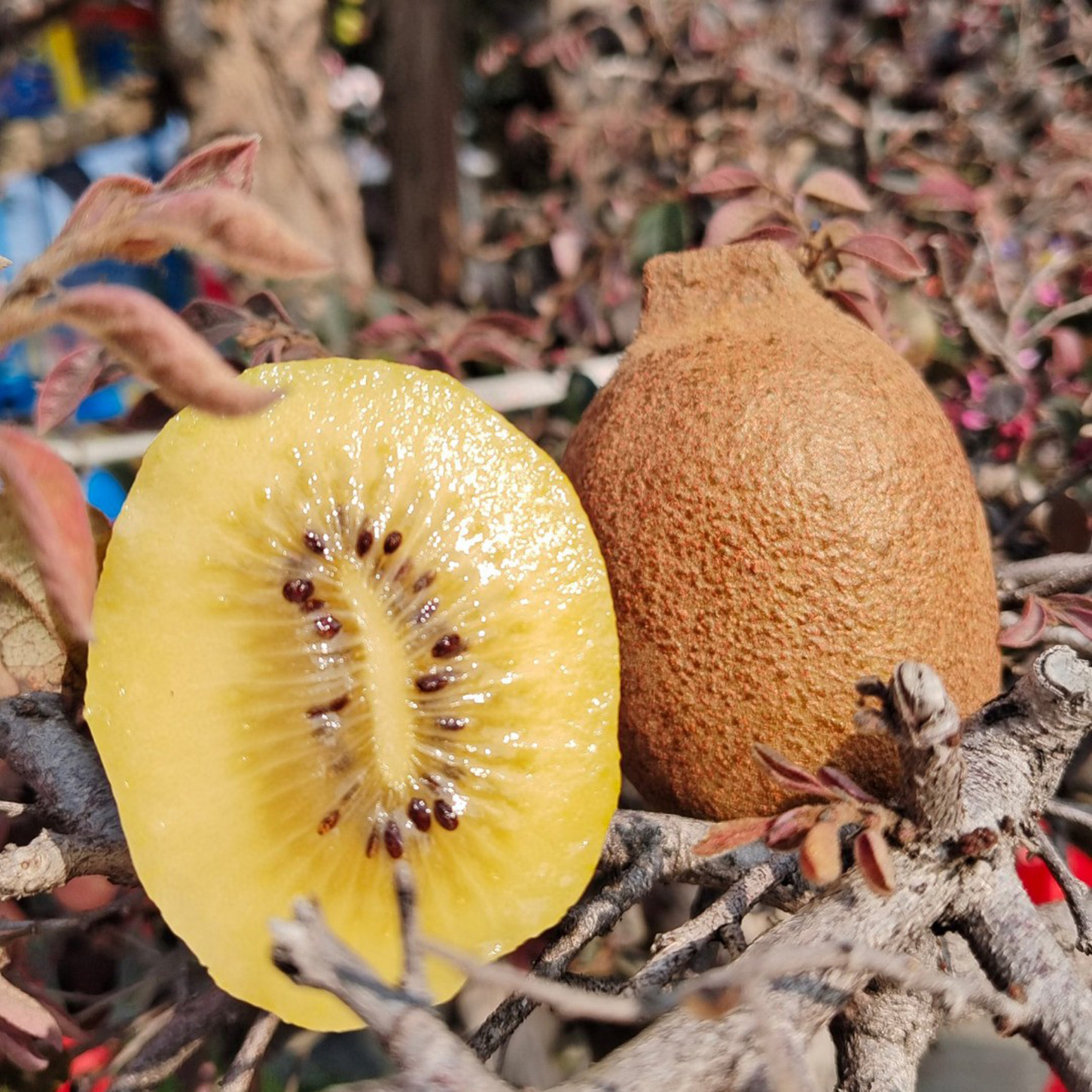 2025大凉山高原生态种植鸭嘴黄金猕猴桃奇异果纯甜孕妇 新鲜水果,水产肉类/新鲜蔬果/熟食,奇异果/猕猴桃,淘宝优惠券,粉丝福利购,淘宝优惠卷