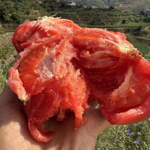 四川攀枝花露天沙瓤大粉番茄应季蔬菜新鲜农家自然熟西红柿老味道