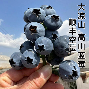 四川大凉山西昌生态鲜果卓尔蓝莓 无籽纯甜新鲜孕妇水果顺丰空运