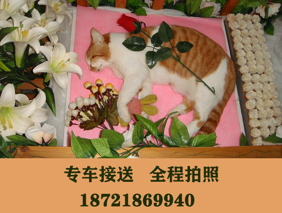 上海宠物火化宠物殡葬狗狗猫咪兔子遗体善后处理动物火葬安乐上门