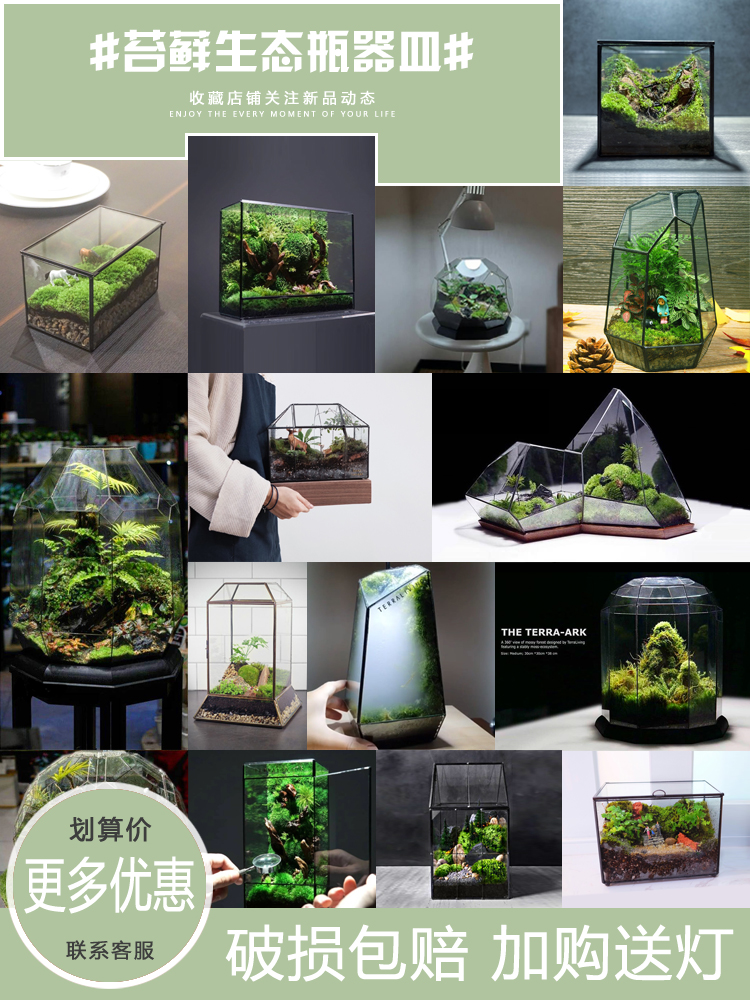 生态瓶青苔苔藓微景观绿植物盆栽鲜活包邮创意diy小盆景桌面摆件
