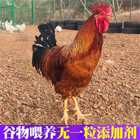 一斤左右红玉鸡九斤红鸡活体半大大品种九斤黄小公鸡