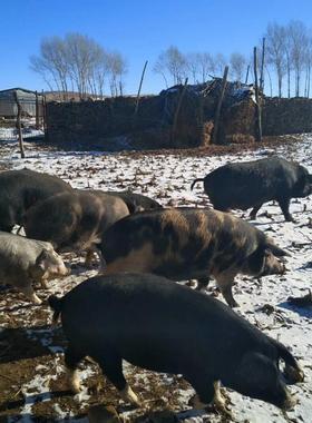 农家散养东北大民猪黑猪土猪肉  年猪 前 后腿肉 五花肉