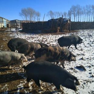 农家散养东北大民猪黑猪土猪肉  年猪 前 后腿肉 五花肉