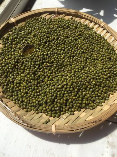 新货5斤农家自产夏天包邮绿豆