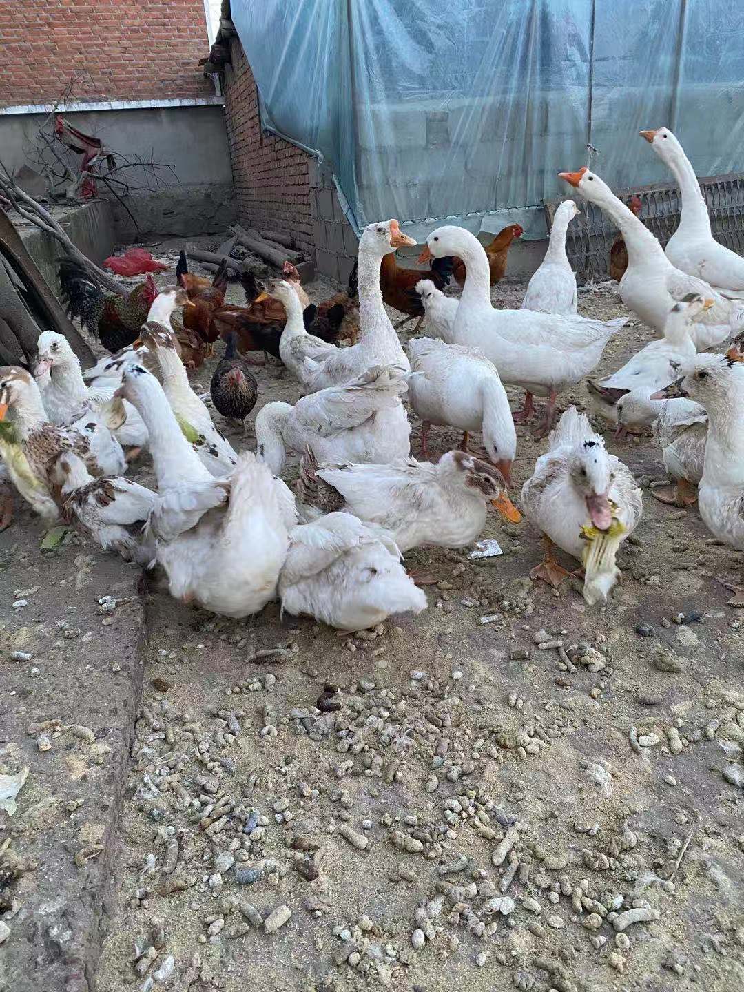 农户自家散养大鹅一只7斤