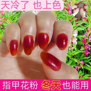 凤仙花粉纯植物染指甲草美甲海纳膏包染红指甲海娜粉冬季可用