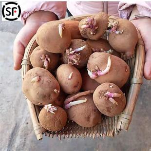 土豆种子黄心发芽云南本地马铃薯原种新鲜红皮高产早熟洋芋苗种植