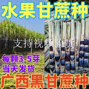 超甜甘蔗苗3-7芽南北方正宗广西黑皮多汁植青皮黄皮甘蔗种节种苗