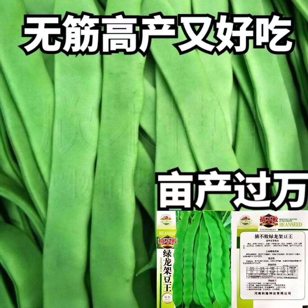 绿龙架豆王种子无筋四季油豆角
