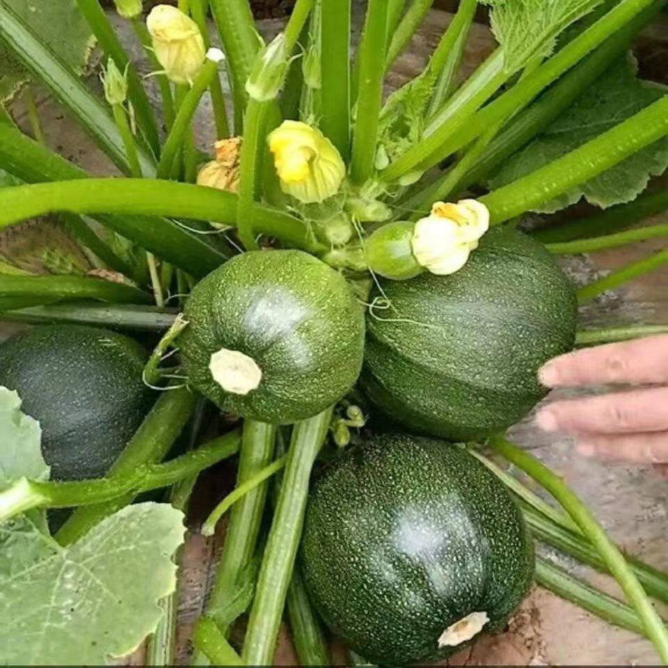 无蔓早绿西湖瓜种子早熟小青瓜种子南瓜短藤无蔓大田种植蔬菜种子