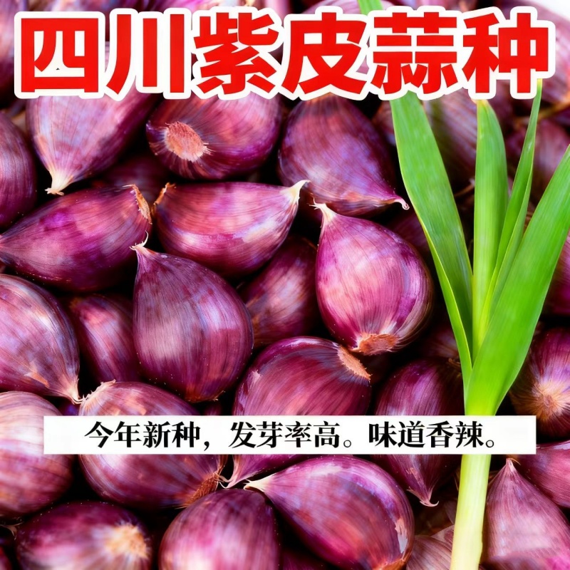 四川云南蒜苗种子本地种植