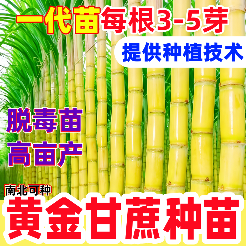 正宗黄金皮甘蔗种苗脆甜带芽青皮广西水果黑皮甘蔗种子南北方种植