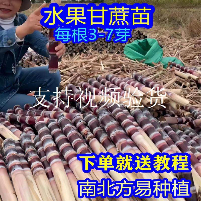 水果黑皮甜甘蔗种南北方甘蔗种子带芽孢苗种白玉青皮黄皮甘蔗种苗