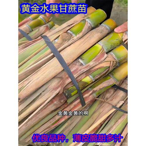 水果黑皮甘蔗苗种子南北方种植苗种带芽脆皮黄皮白玉甘蔗种苗种籽