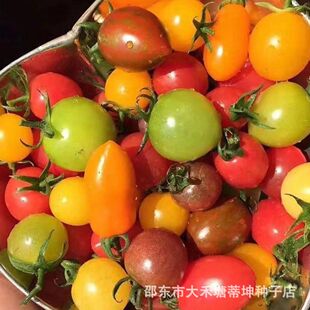 五彩番茄种子西红柿种籽多彩圣女果小番茄籽庭院盆栽水果番茄种孑
