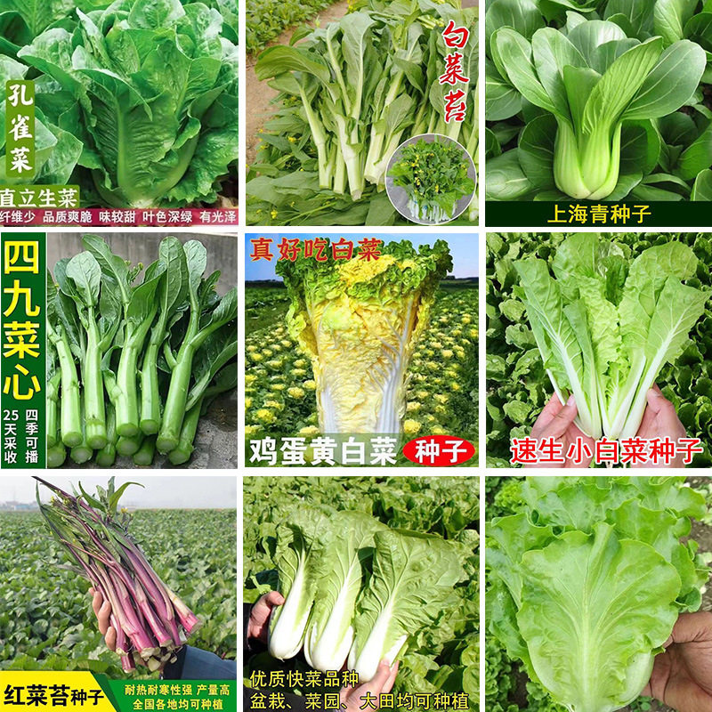 四季丰抗80大白菜种子菜心夏阳白