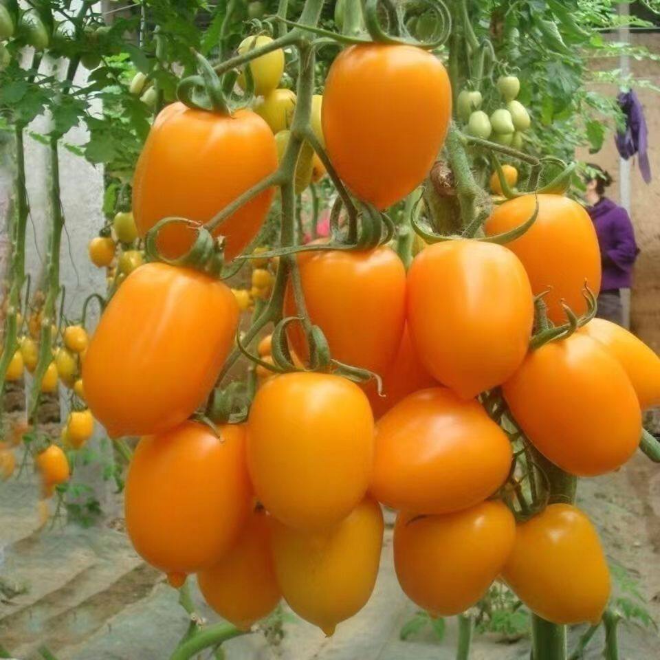 黄牛奶水果番茄种子黄小西红柿种黄圣女果种子阳台盆栽蔬菜