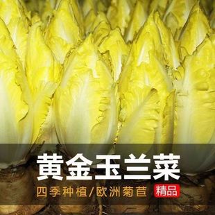 软化菊苣菜金玉兰菜种子红菊苣种子四季播种苦苣特色蔬菜种子