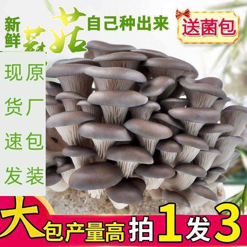 蘑菇种植包平菌家庭四季