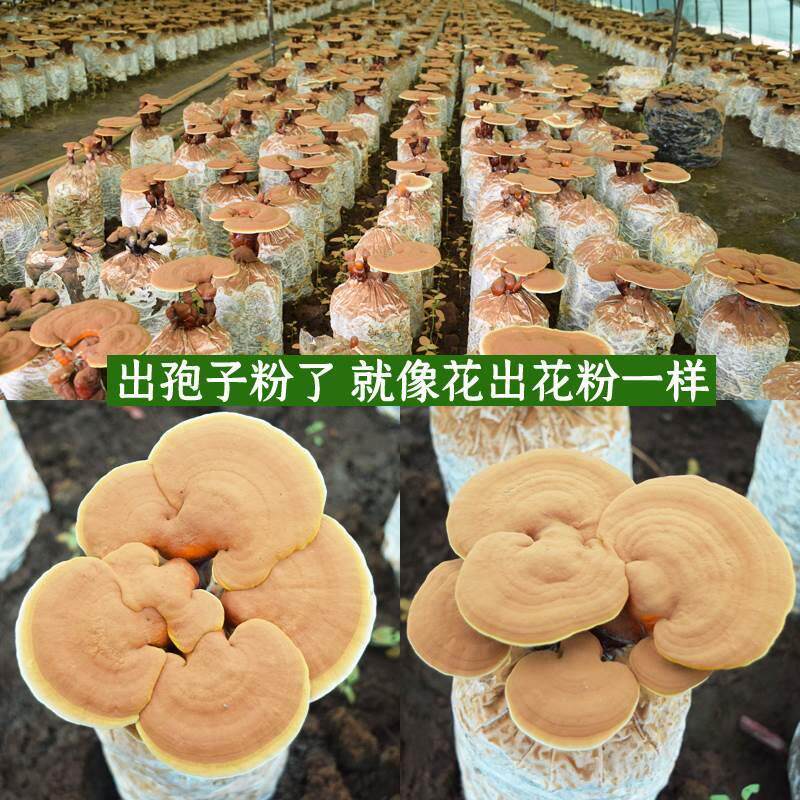 食用观赏灵芝菌种菌包种植活体灵芝盆景蘑菇灵芝菌包菌种灵芝菌棒