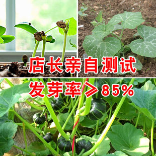 贝贝南瓜种子春秋四季绿红面瓜板栗味粉糯香甜栗小南瓜窝瓜种籽正